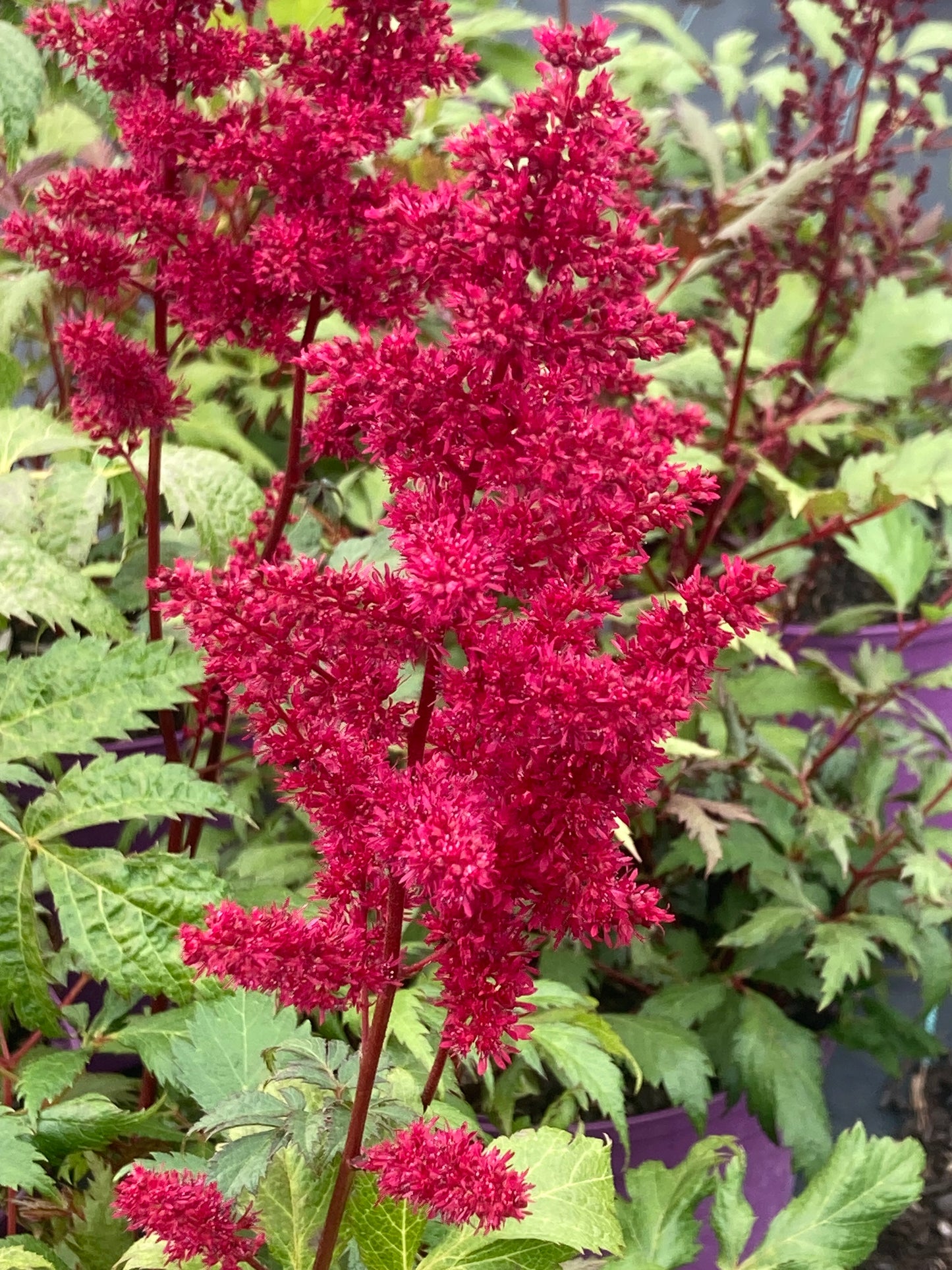 Astilbe 'Fanal'