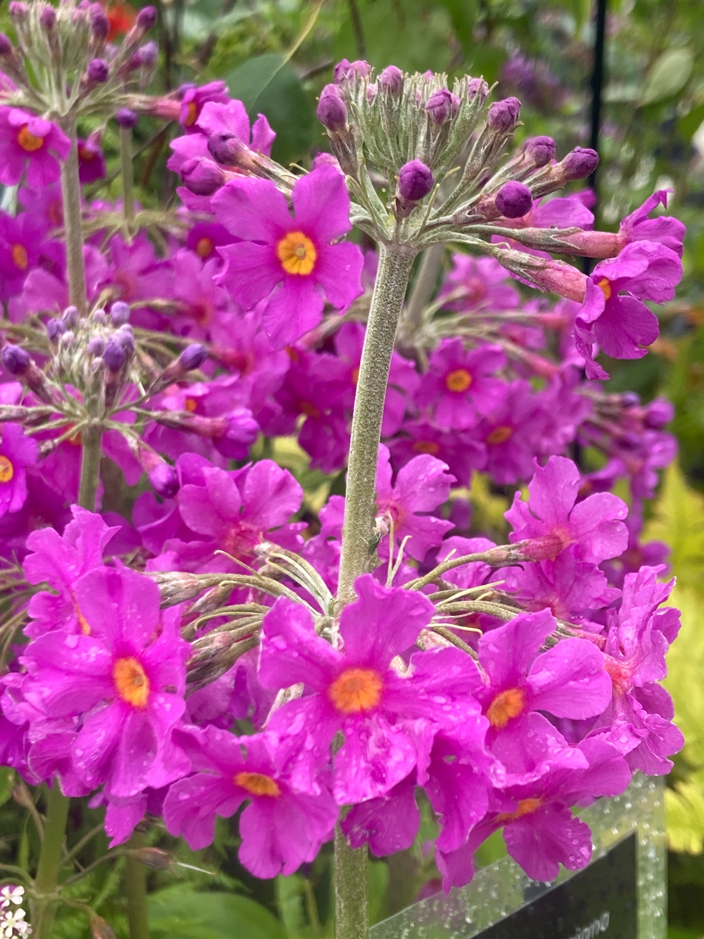 Primula beesiana