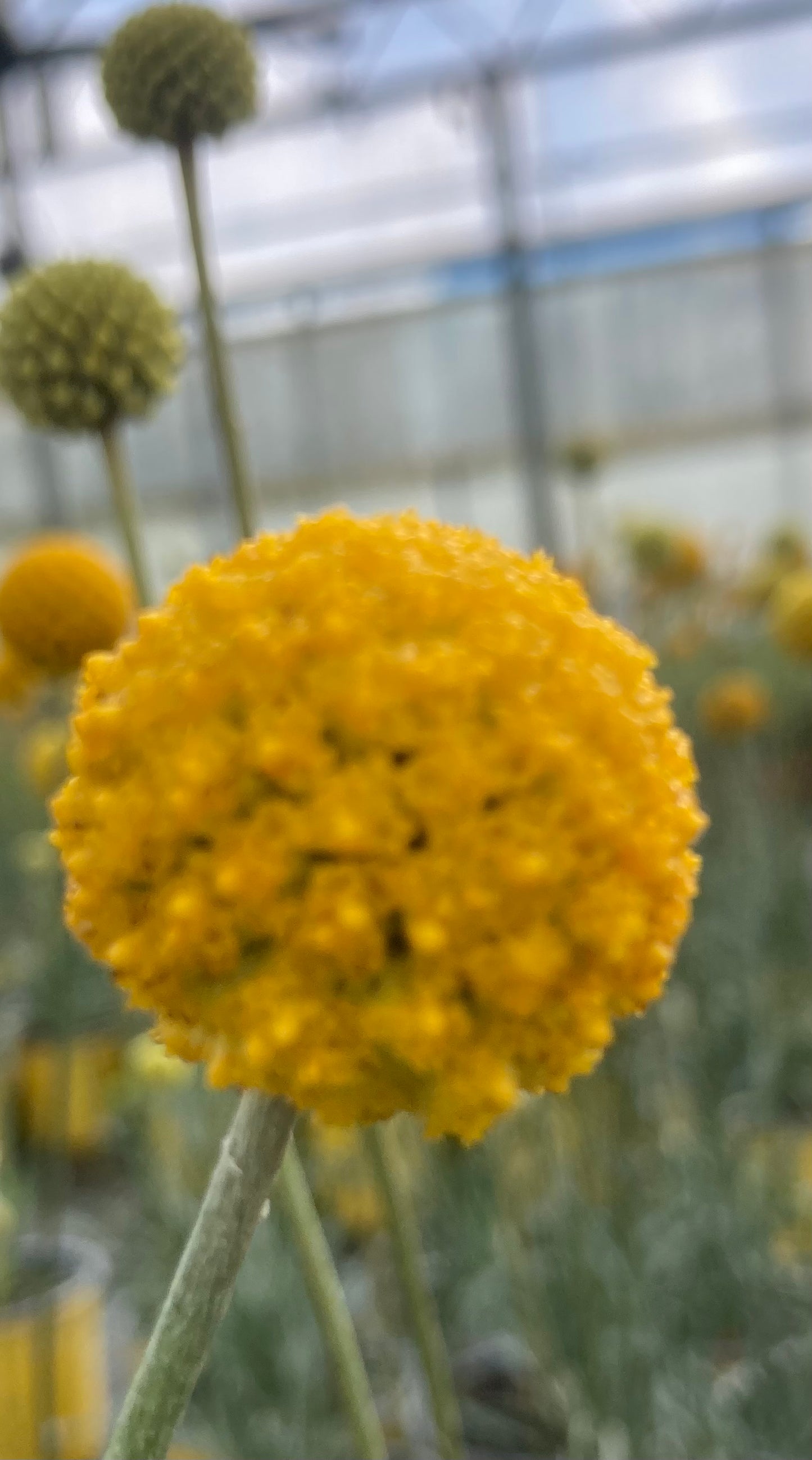 Craspedia globosa ‘Golf Beauty’