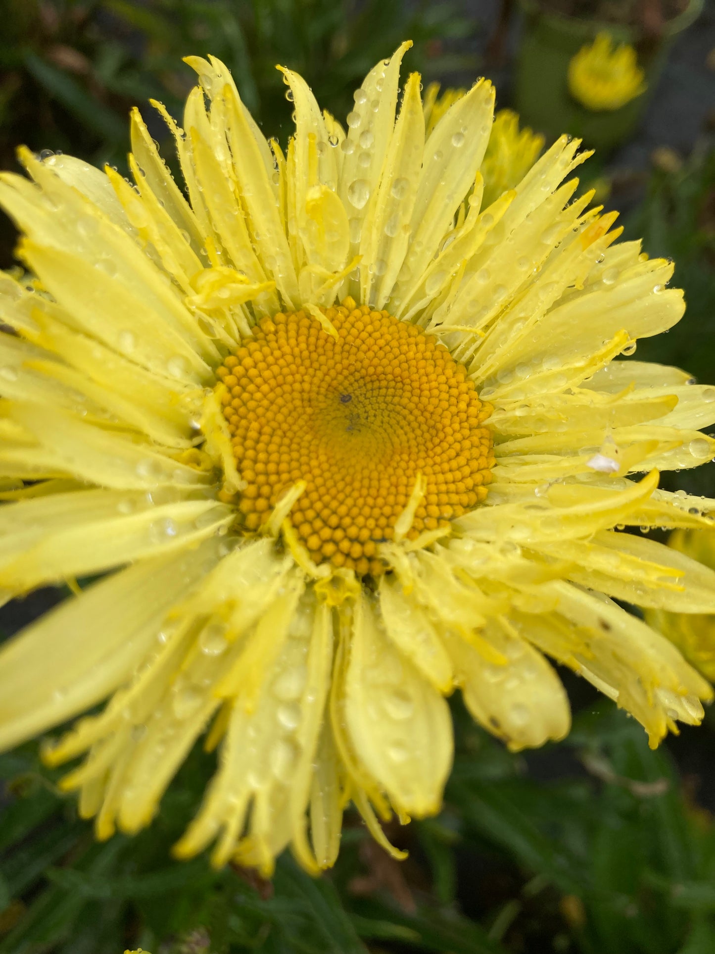 Leucanthemum 'Goldfinch'
