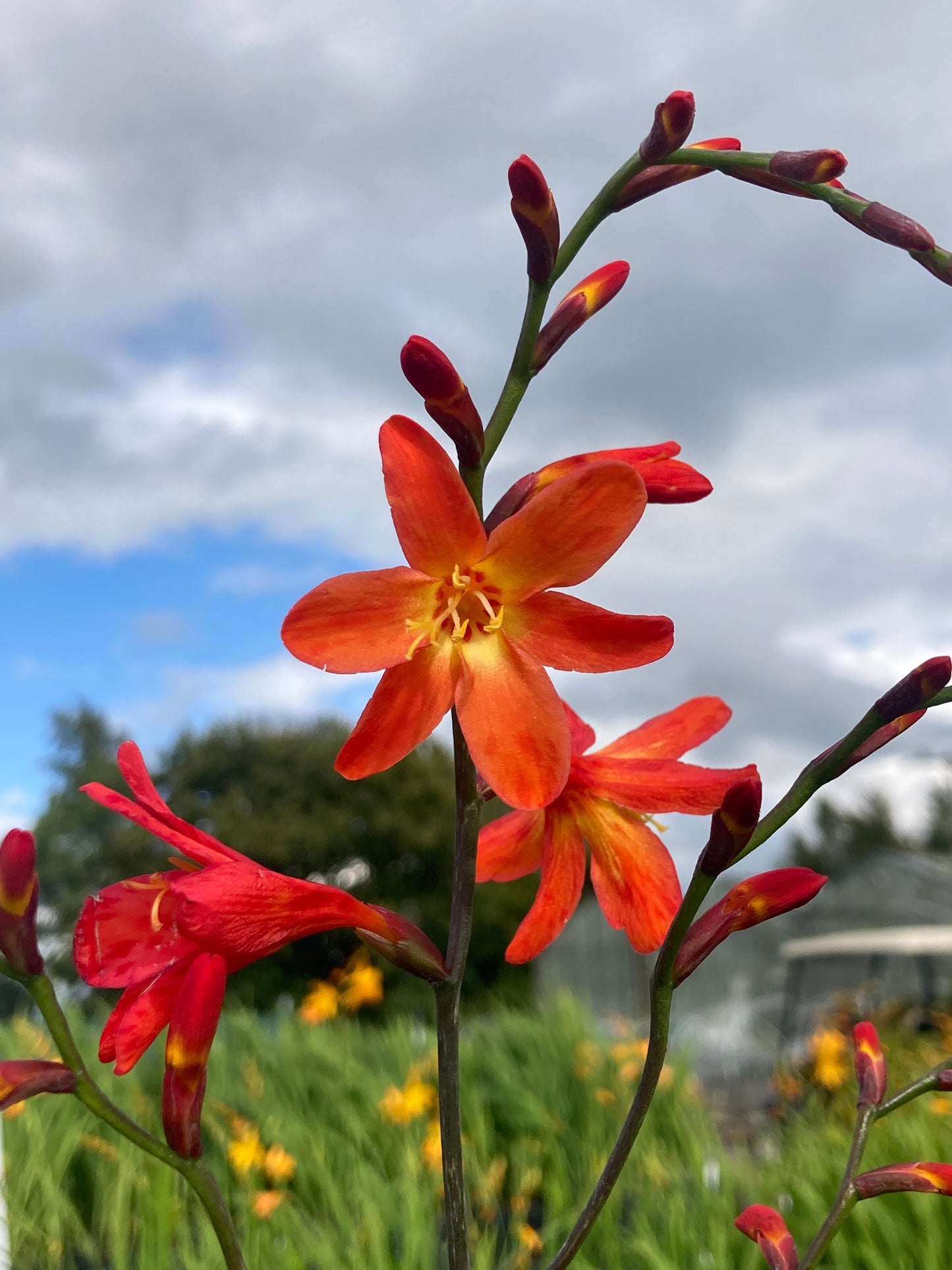 Crocosmia 'Emily McKenzie'