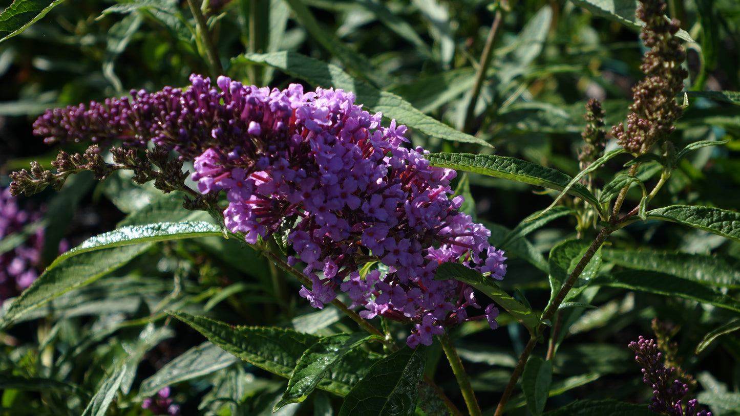 Buddleja Buzz ‘Lavender’