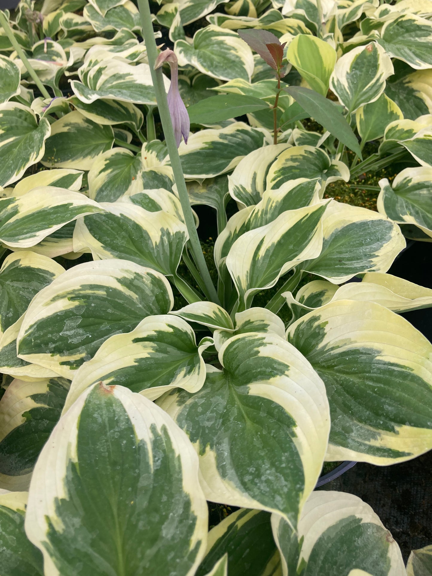 Hosta 'Wide Brim'