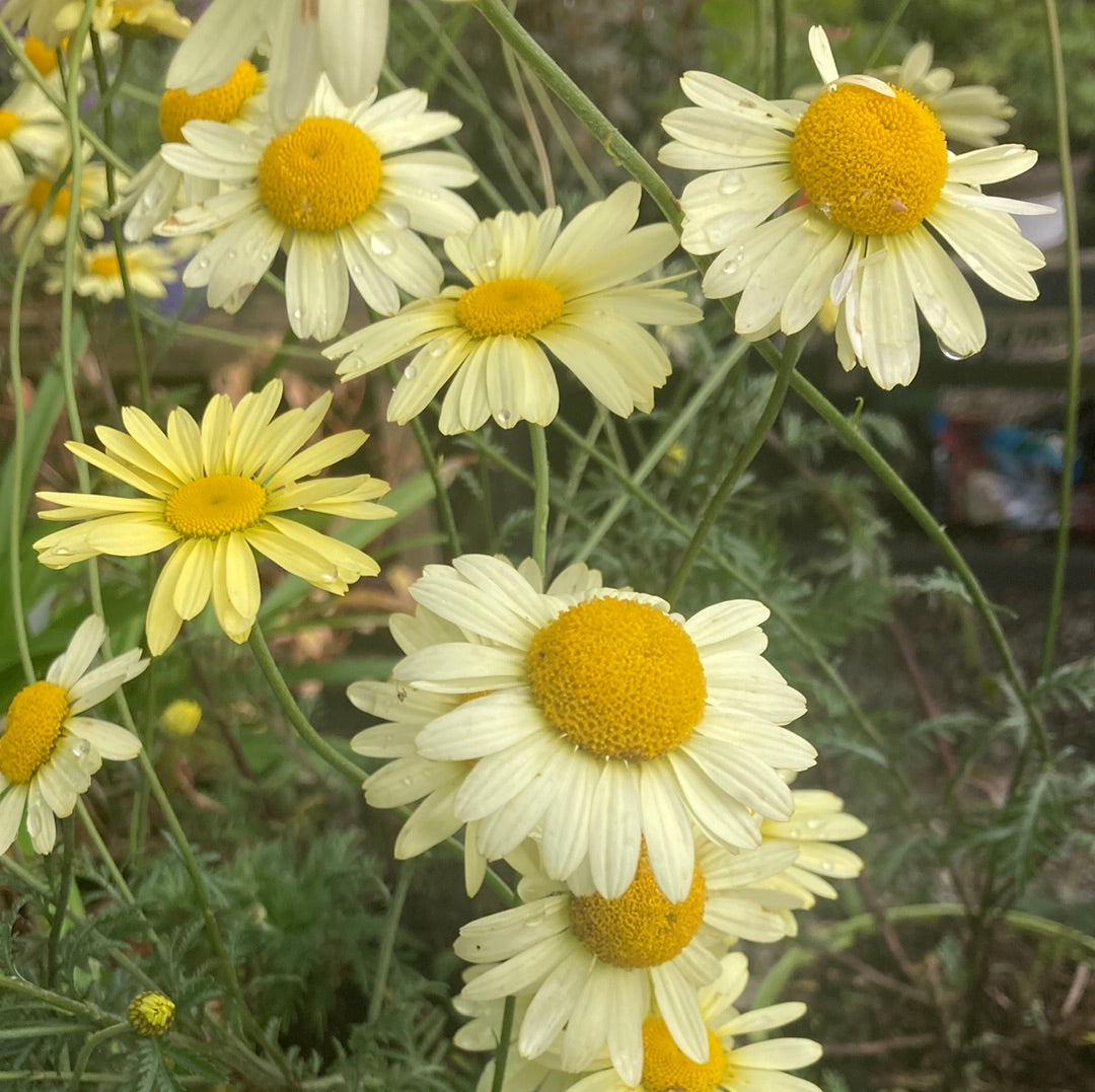 Anthemis tinctoria ‘E.C Buxton’