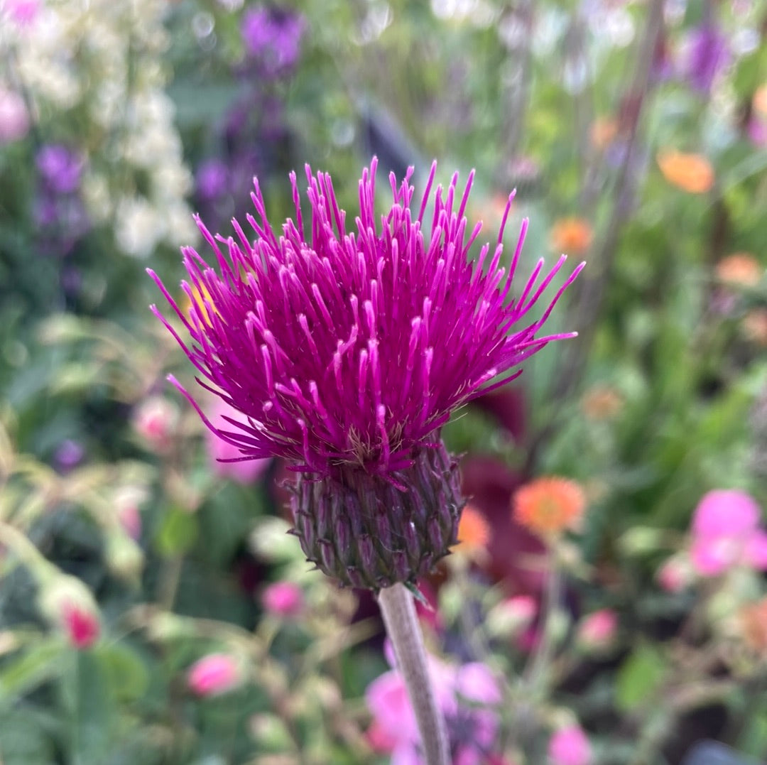 Cirsium riv ‘Trevor’s Blue Wonder’