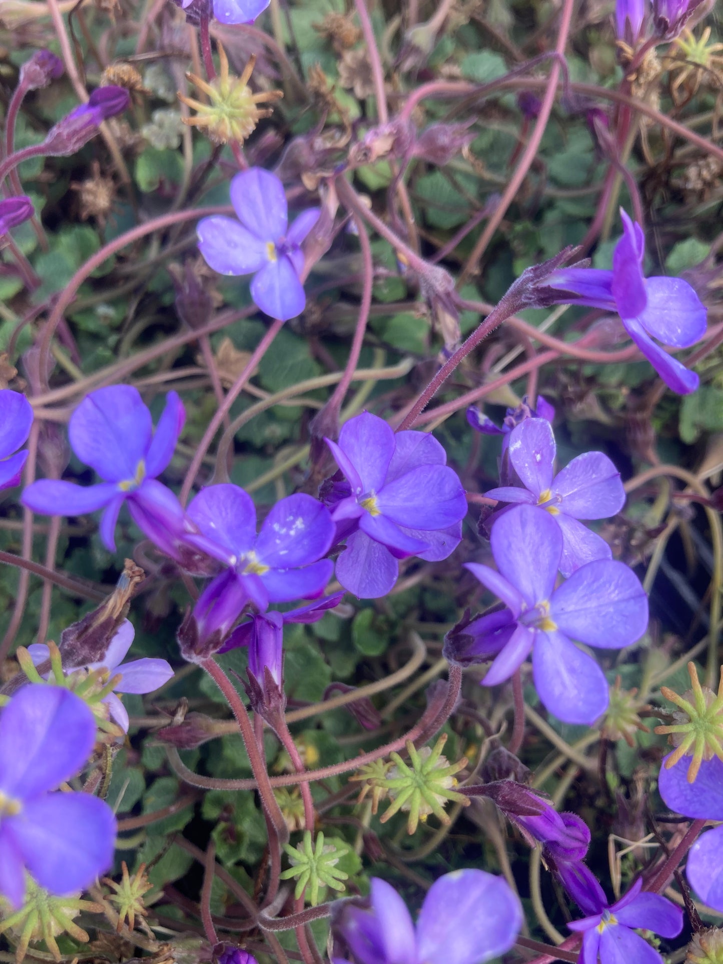 PRATIA ANG.
"TIM REES'