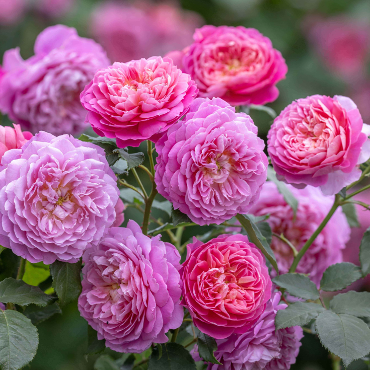 Rose 'Emma Bridgewater'