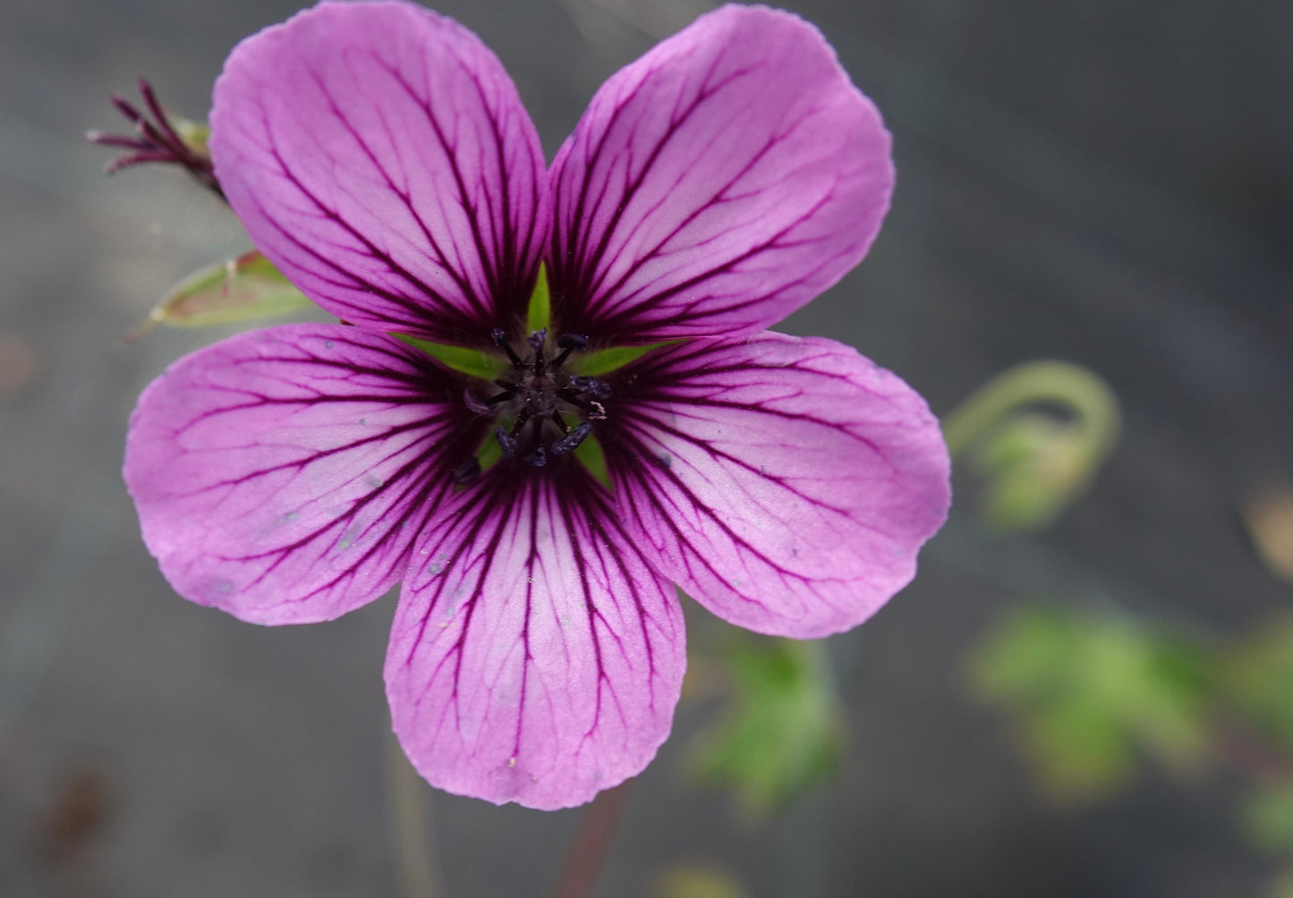Geranium ‘Sue Crug’
