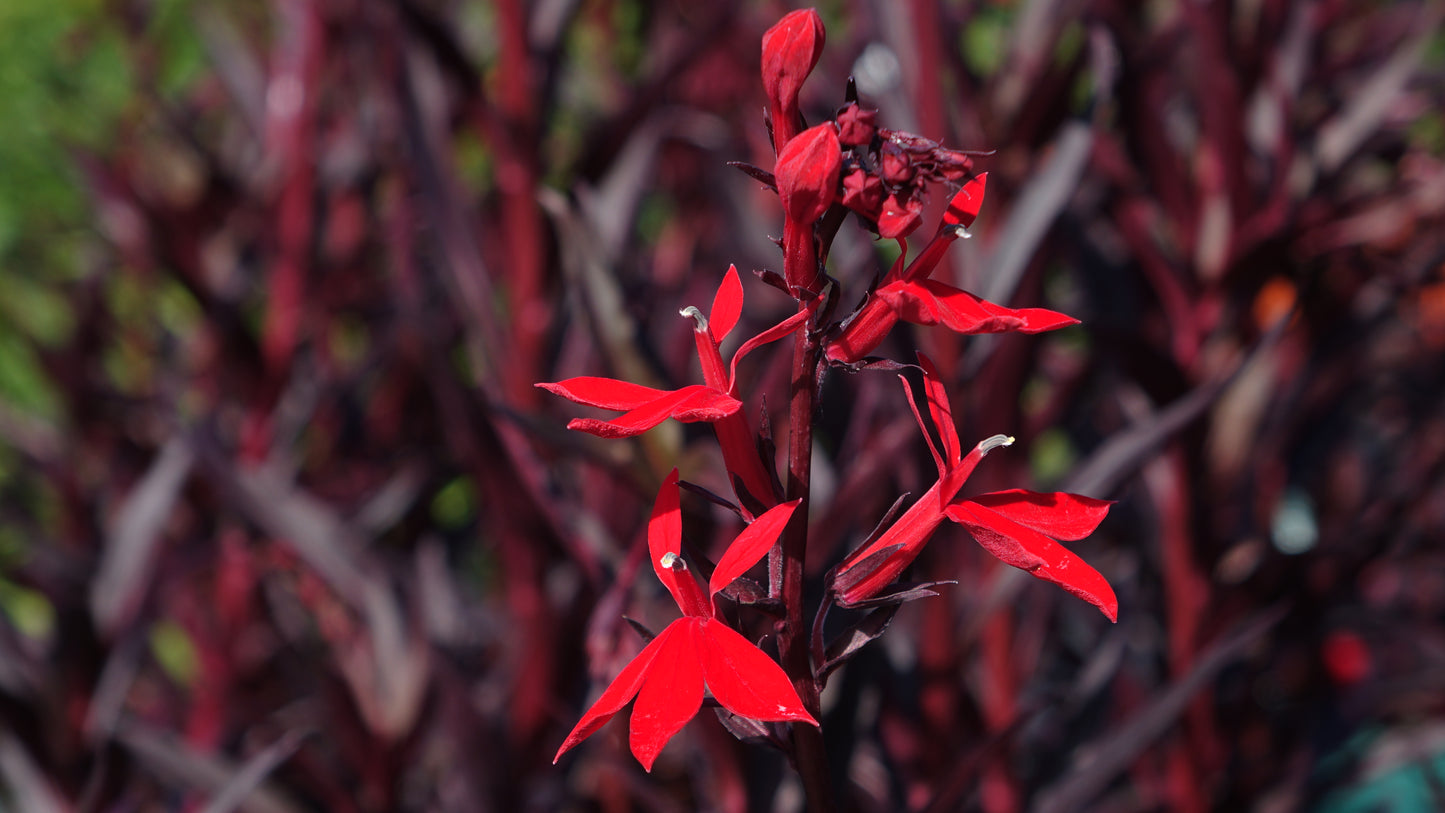 Lobelia 'Queen Victoria'