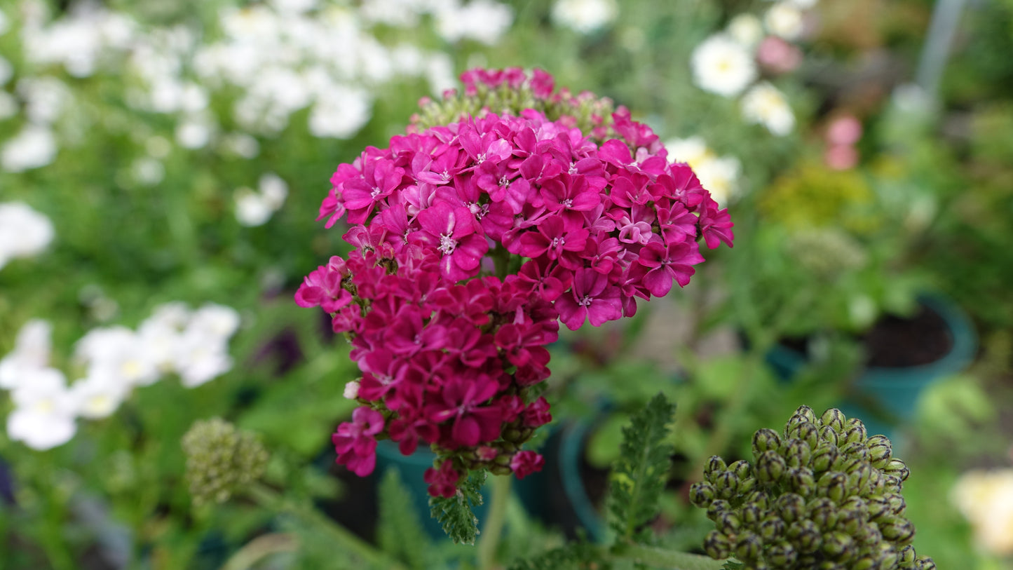 Achillea millefolium ‘Pink GrapeFruit’