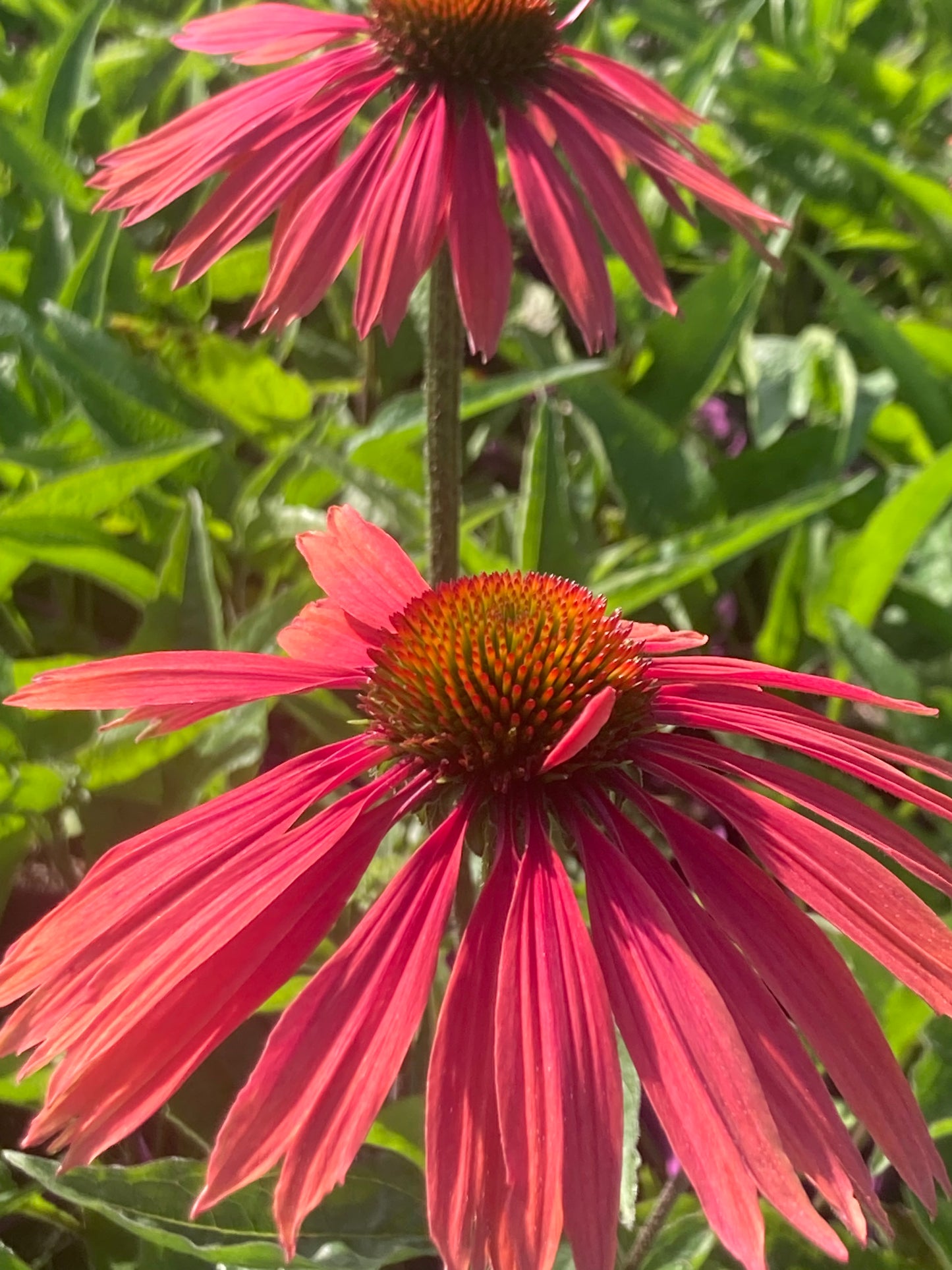 ECHINACEA
'SUMMER
COCKTAIL'