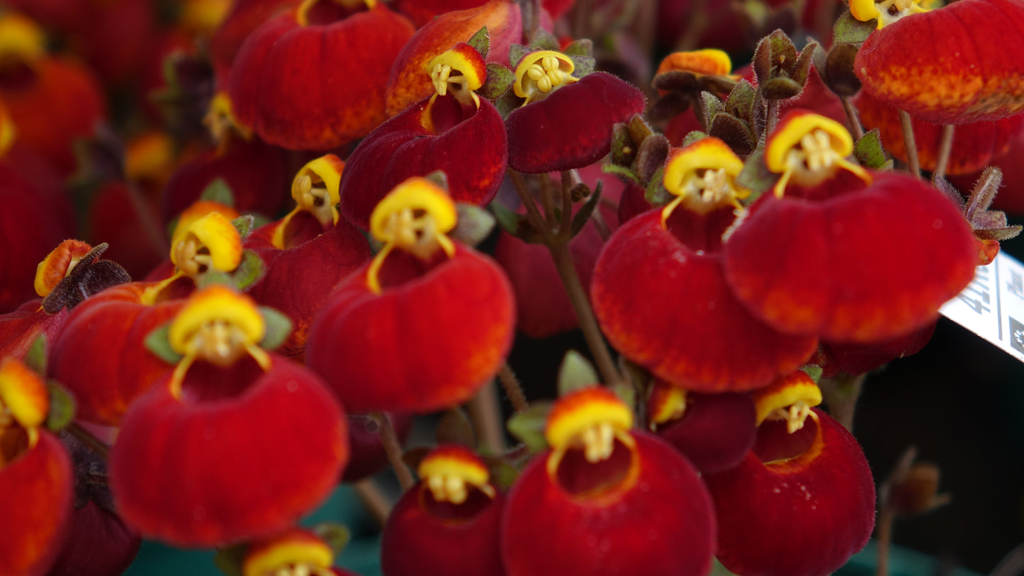 Calceolaria ‘Sunset Red’