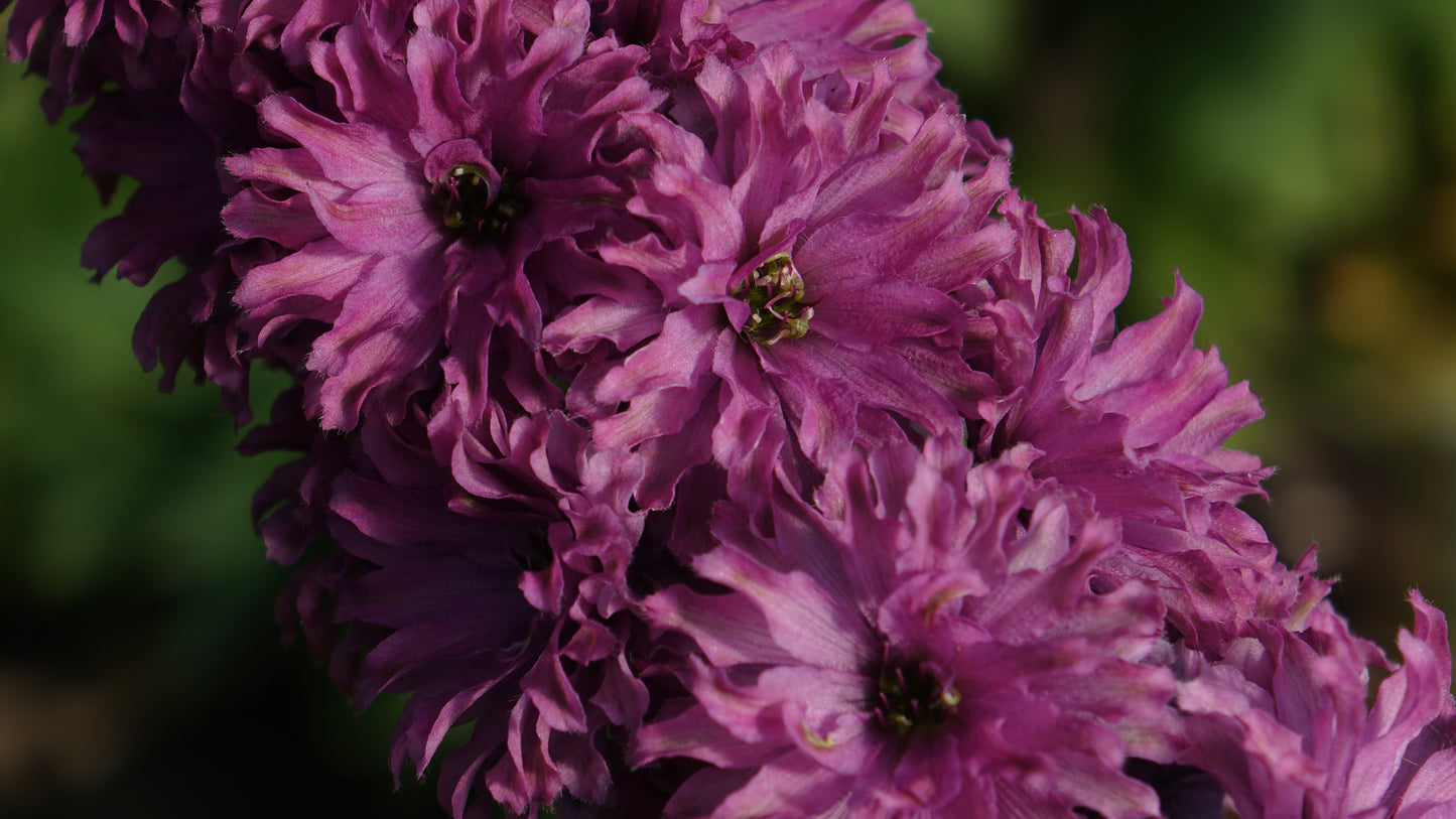 Delphinium Highlander Flamenco