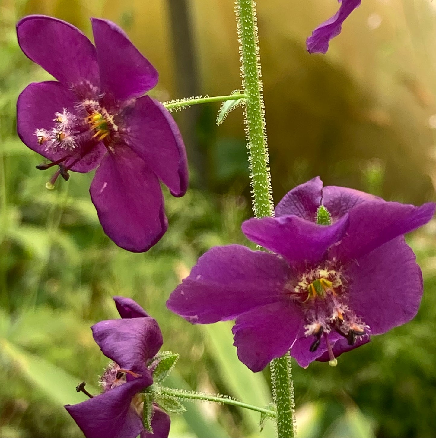 Verbascum ‘Violetta’