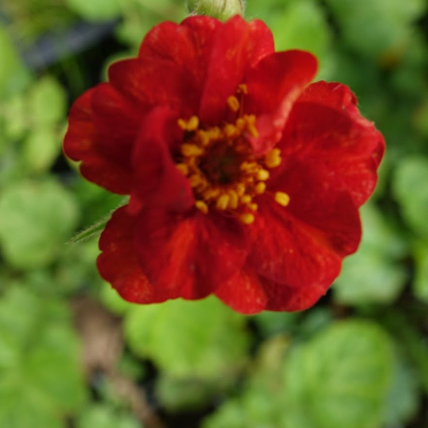 Geum 'Mrs Bradshaw'