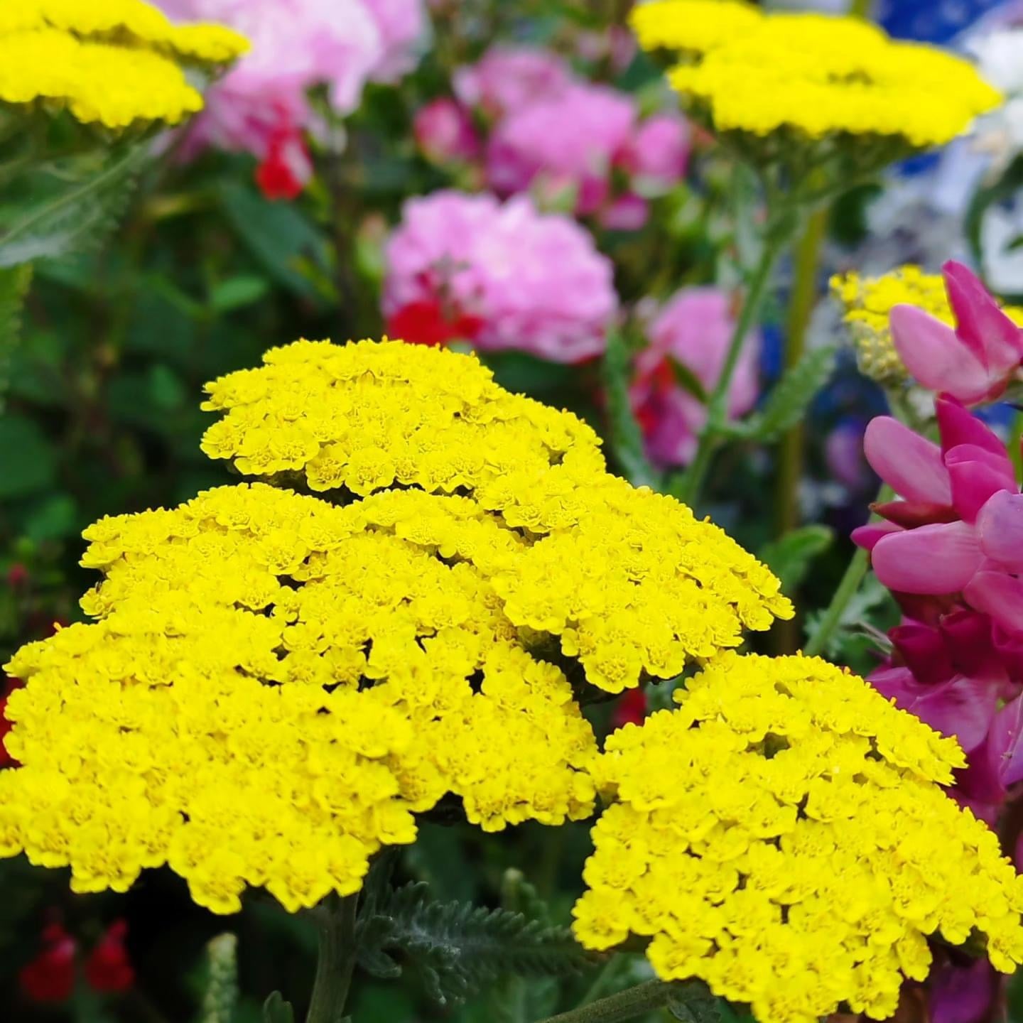 Achillea fill. 'Cloth of Gold'