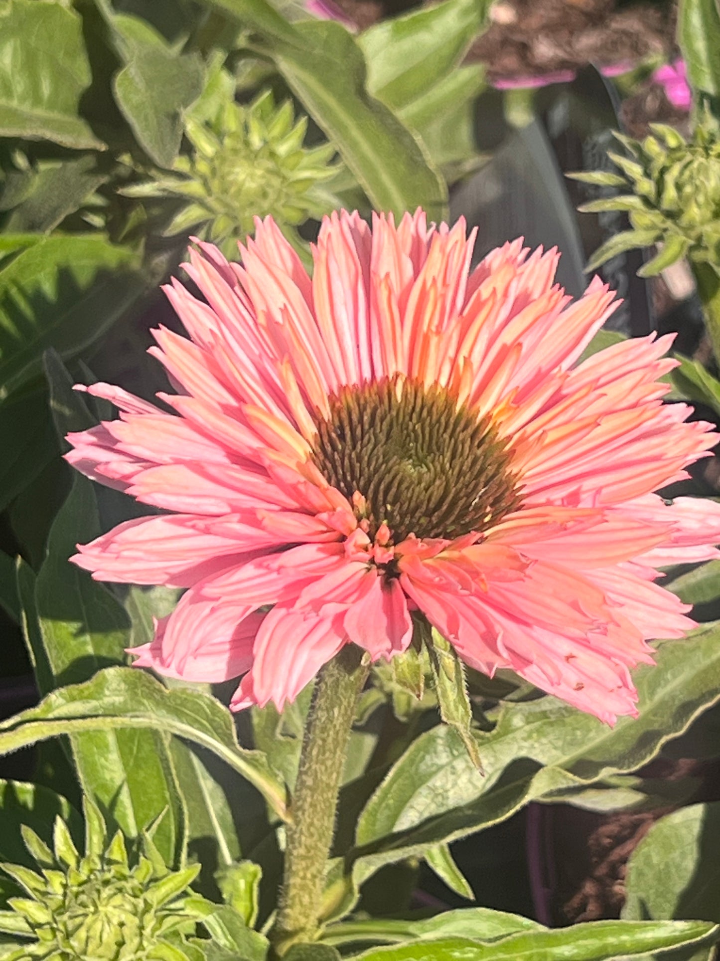 Echinacea ‘Sun Seekers Salmon’