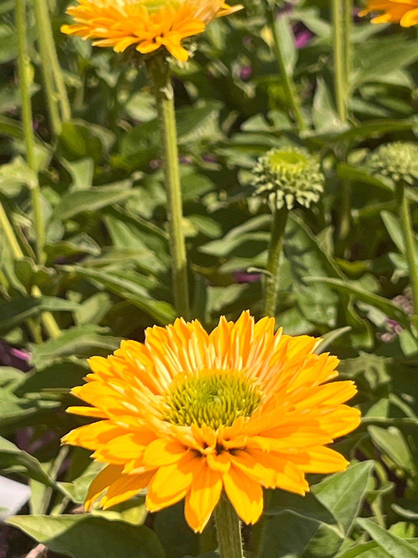 Echinacea
'SunSeekers
Golden’