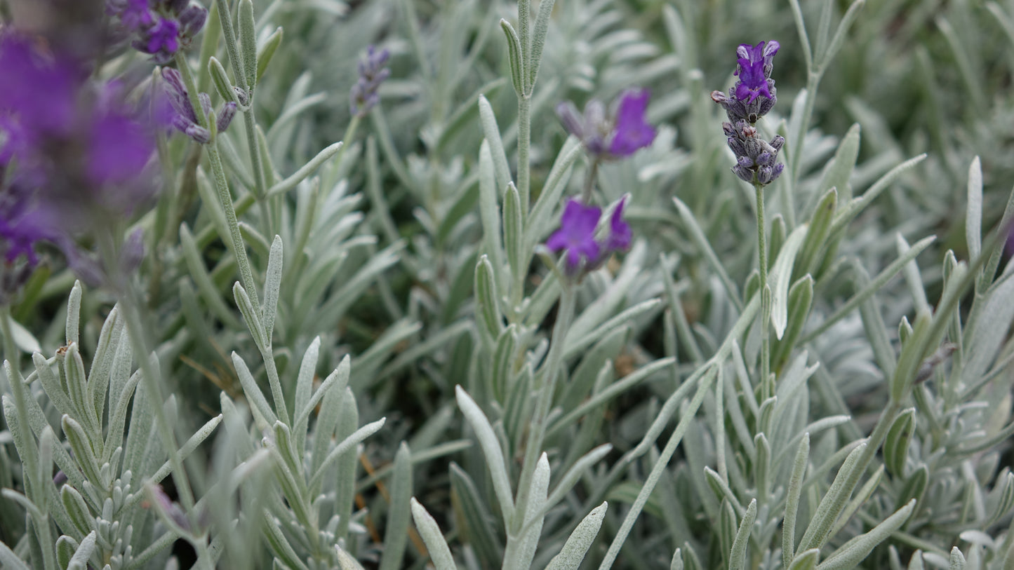 Lavandula Augustifolia 'Hidcote'