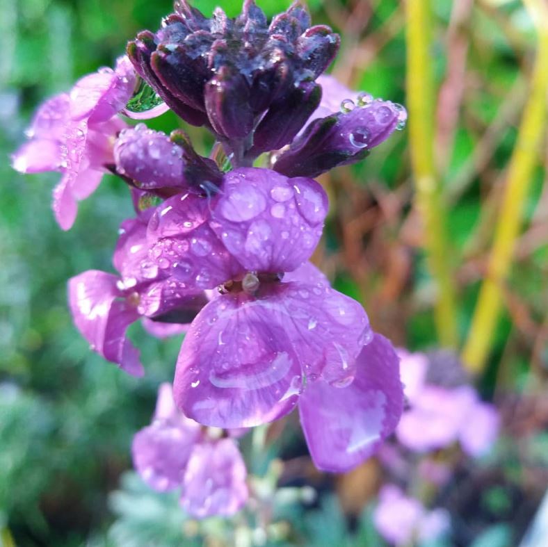 Erysimum 'Bowles Mauve'