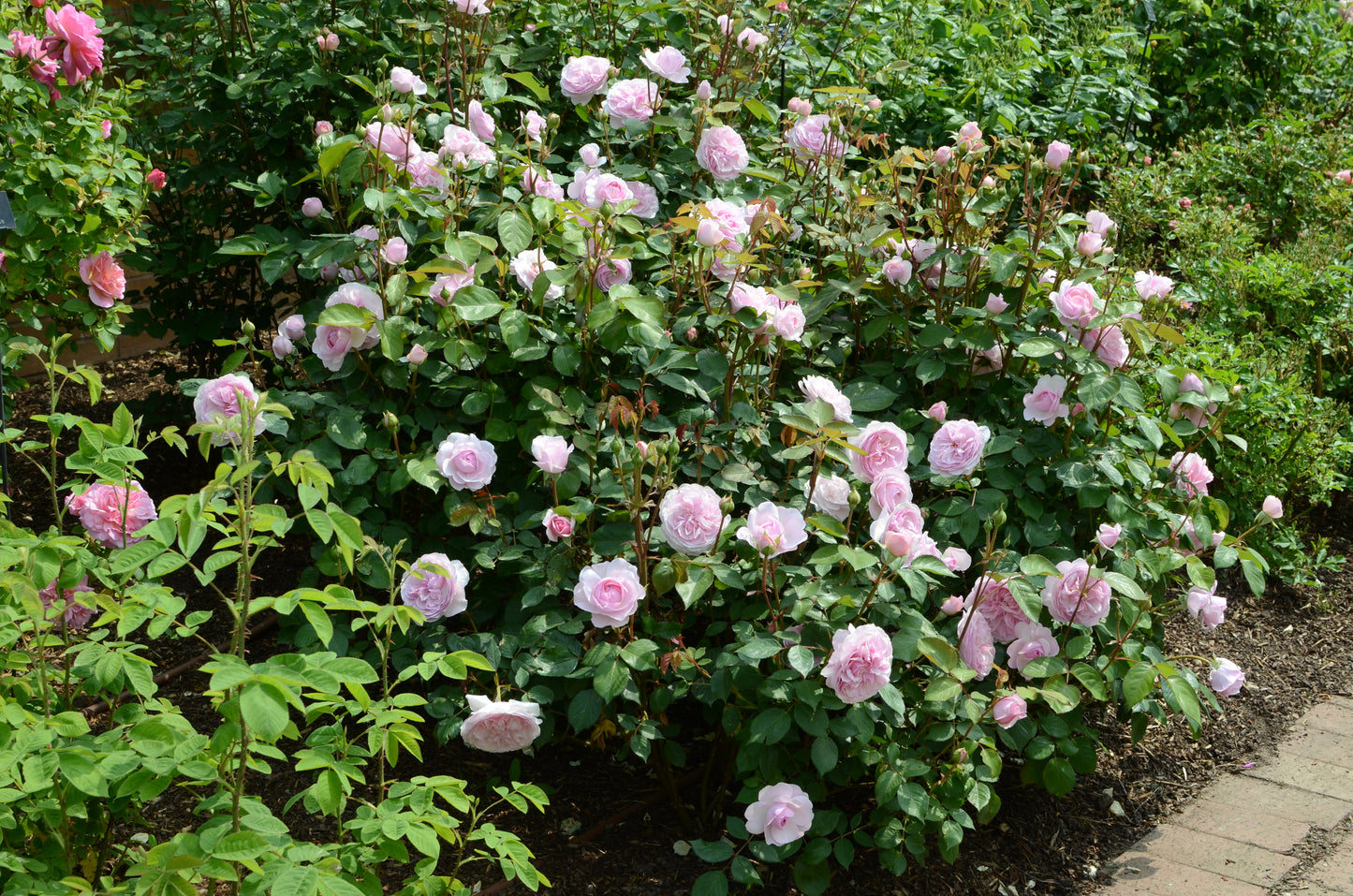 Rosa 'Olivia Rose Austin' (Ausmixture) David Austin Rose