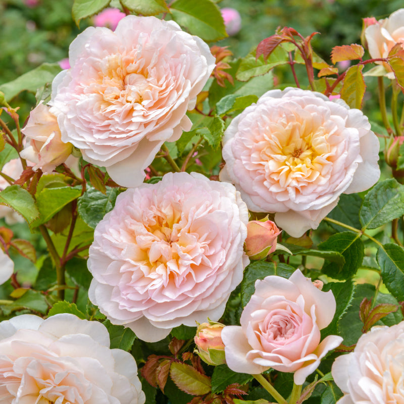 Rosa 'Emily Bronte' David Austin Rose