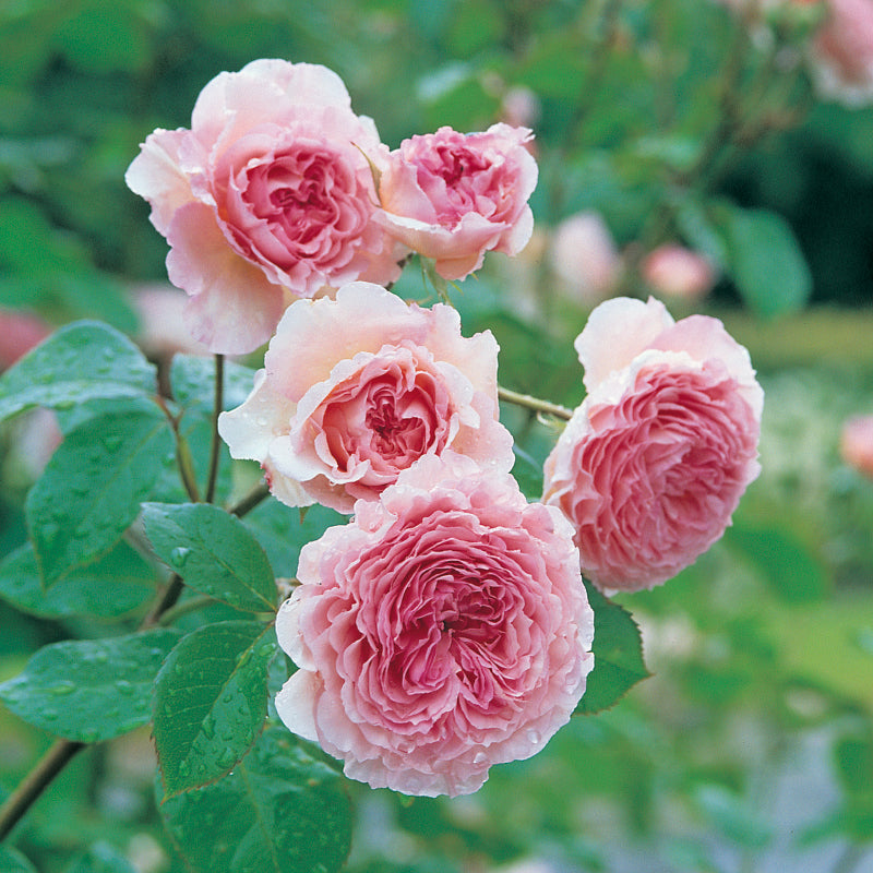 Rosa 'James Galway' David Austin Climbing Rose Pot Size 6L