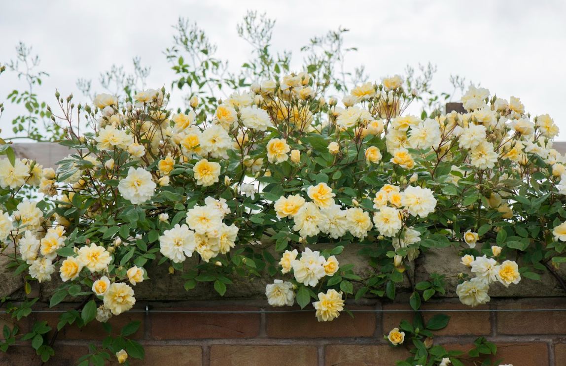 Rosa 'Malvern Hills' (Auscanary) David Austin - Climbing Rose