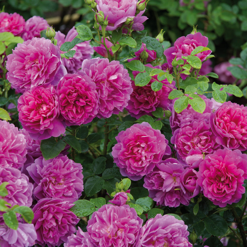 Rosa 'Princess Anne' (Auskitchen) David Austin Rose