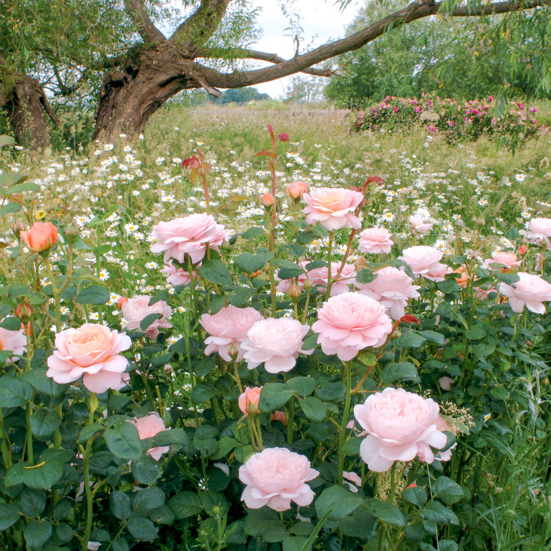 Rosa 'Queen of Sweden' (Austiger) David Austin