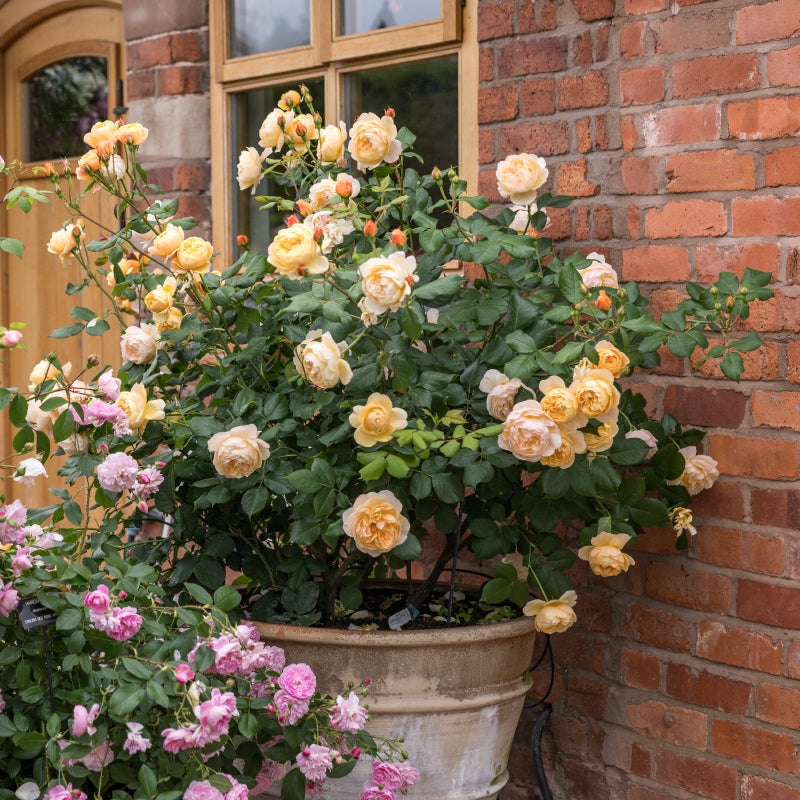 Rosa 'Roald Dahl' (Ausowlish) David Austin Rose