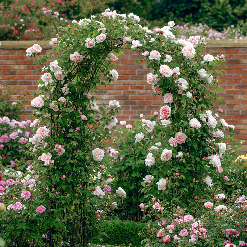 Rosa 'St. Swithun' (Auswith) David Austin Climbing Rose