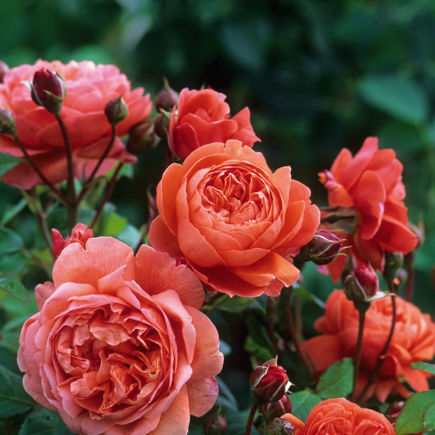 Rosa 'Summer Song' (Austango) David Austin Rose