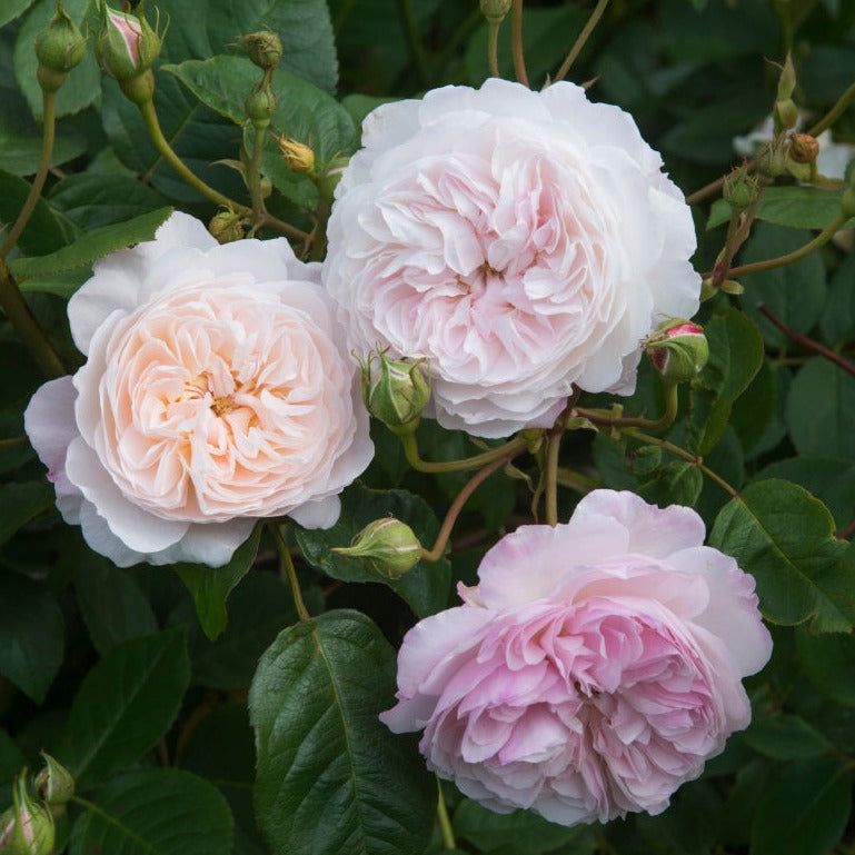 Rosa 'The Albrighton Rambler' (Ausmobile) David Austin Climbing Rose