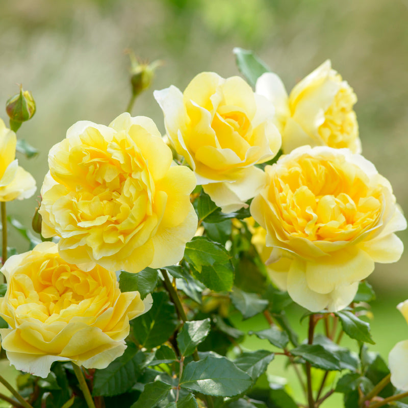 Rosa 'The Poet's Wife' (Auswhirl) David Austin Rose