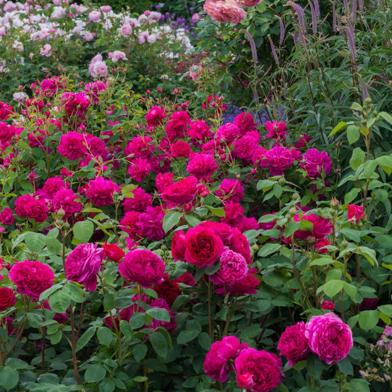 Rosa 'Thomas A. Beckett' (Auswinston) David Austin Rose