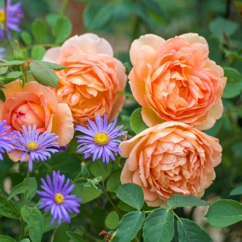 Rosa 'Lady of Shalott' (Ausnyson) David Austin Rose