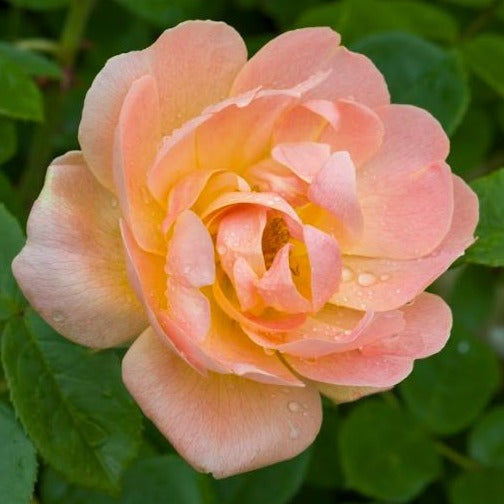 Rosa 'The Lark Ascending' (Ausursula) David Austin Rose