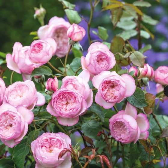 Rosa 'The Mill on the Floss' (Austulliver) David Austin Rose