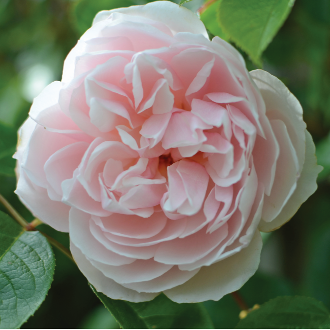 Rosa 'The Generous Gardener' (Ausdrawn) English Climbing Rose Bred By David Austin