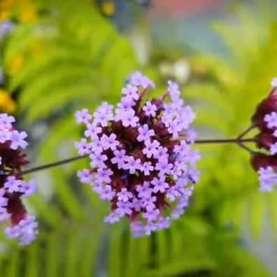 Verbena Bonariensis