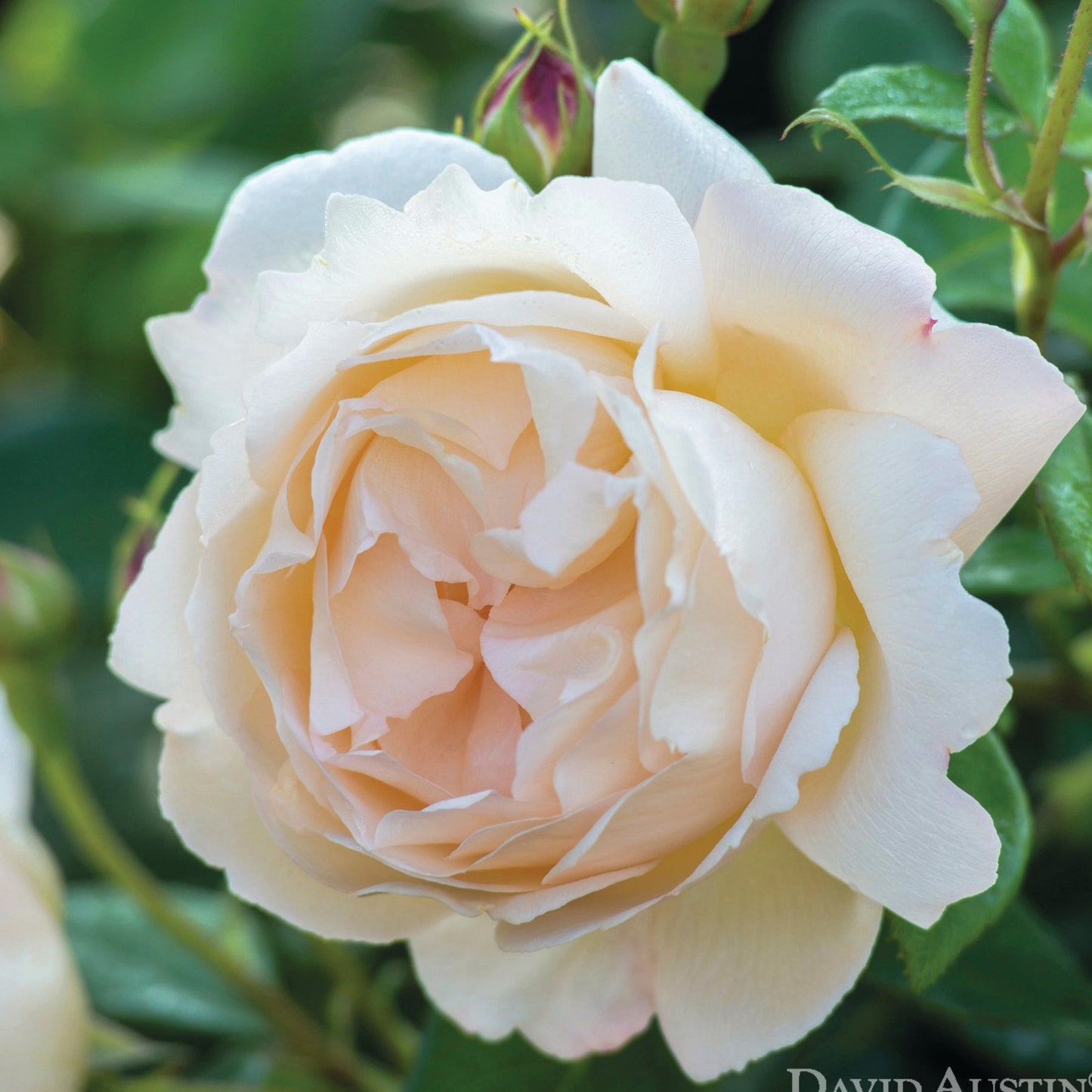 Rosa 'Wollerton Old Hall' (Ausblanket) David Austin Climbing Rose