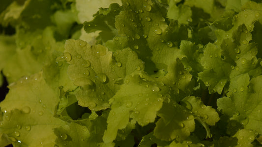 Heuchera ‘Lime Marmalade’