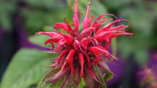 MONARDA
'CAMBRIDGE
SCARLET'