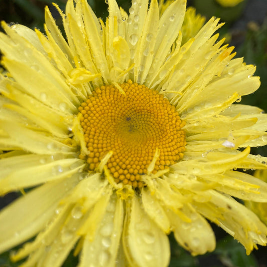 Leucanthemum 'Goldfinch'