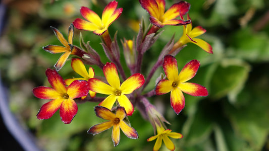 Primula Oakleaf Yellow Picotee
