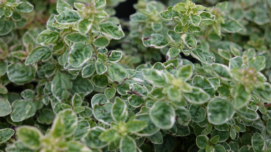 Mint Applemint Variegated