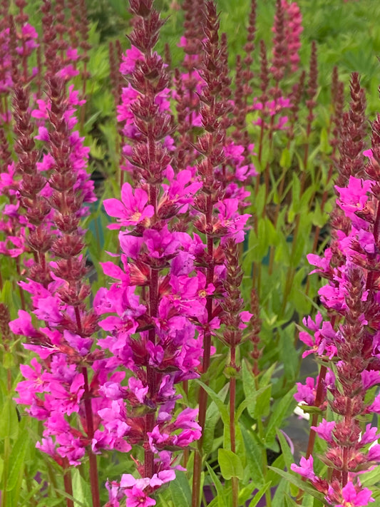 Lythrum sal. 'Robin'