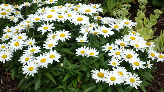 Leucanthemum 'Shortstop'