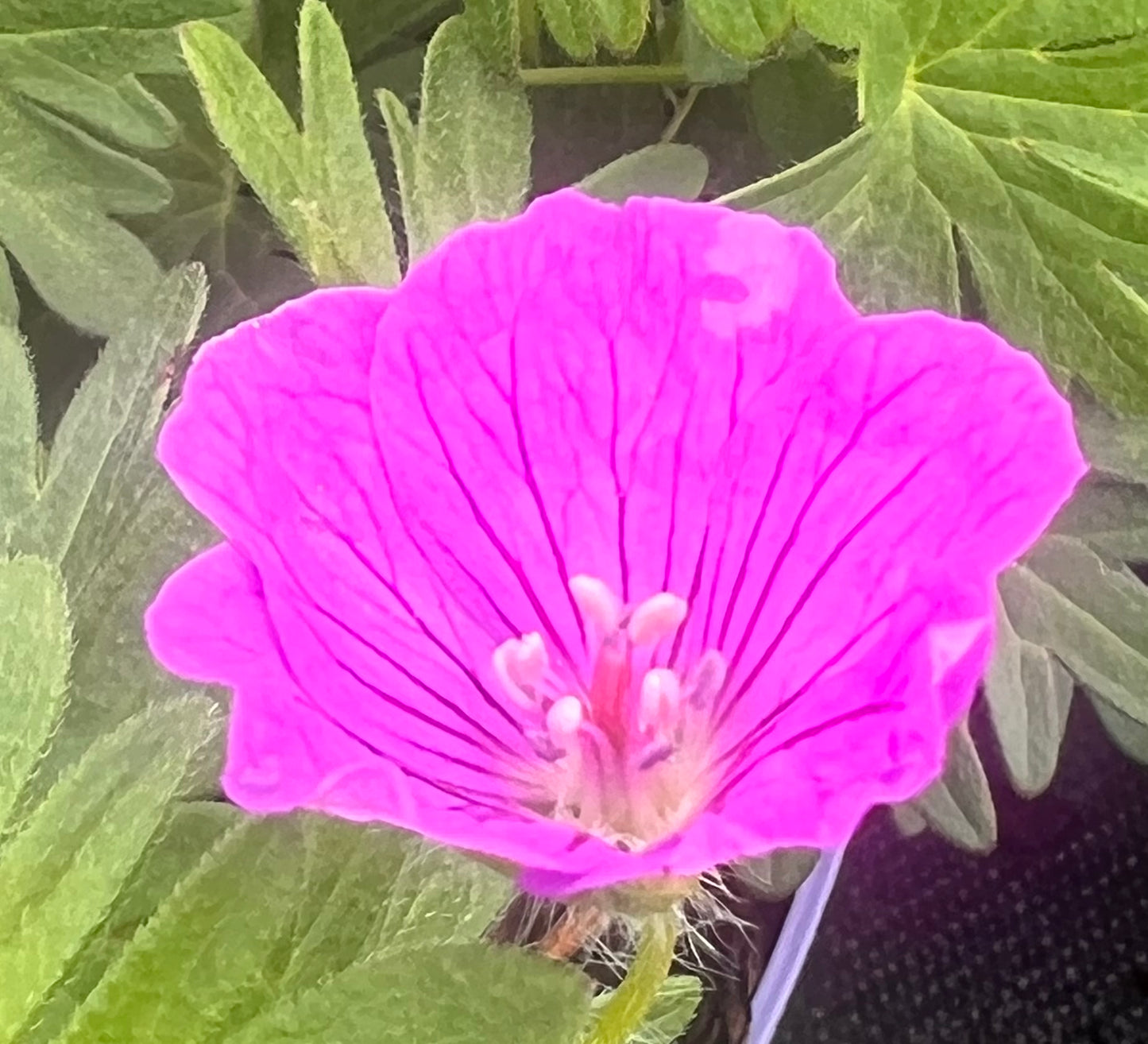 Geranium ‘Vision Pink’